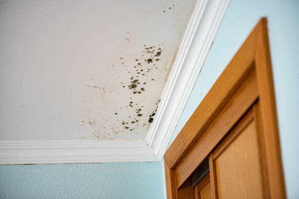 Why You Should Choose Our Mold Remediation Services in Highland Lakes, AL